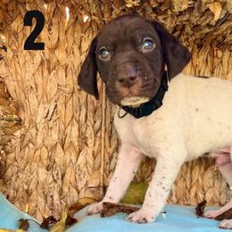Jack Black - Liver and white German Shorthaired Pointer puppy in Onalaska, Washington from Boonies Farms