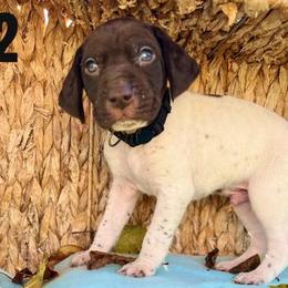 Jack Black - Liver and white German Shorthaired Pointer puppy in Onalaska, Washington from Boonies Farms