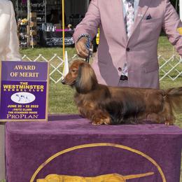 Mikey - Dachshund