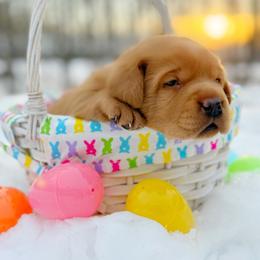 Garnet - Yellow male Labrador Retriever puppy in Isle, Minnesota from Dog Ear Outfitters