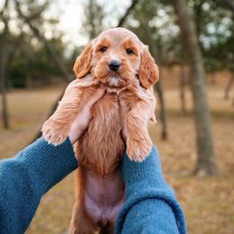 Goldendoodle Puppies from Bows & Ties Doodles