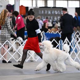 Poodle Puppies from Endeavor Standard Poodles