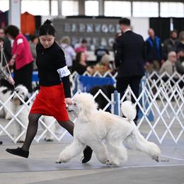 Poodle Puppies from Endeavor Standard Poodles