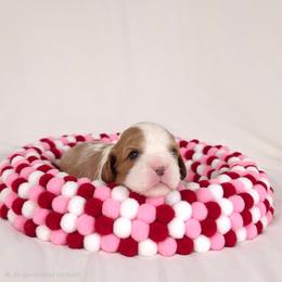 AKC Charlotte - Blenheim female Cavalier King Charles Spaniel puppy in Bonney Lake, Washington from House of Happy Cavaliers