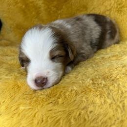 Boy 3 - Red merle male Miniature Australian Shepherd puppy in Hokes Bluff, Alabama from Alegria Toy Aussies