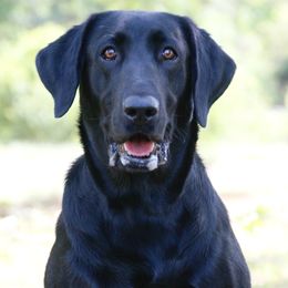 Blue - Labrador Retriever