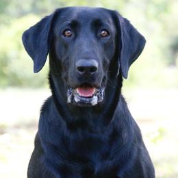 Blue - Labrador Retriever