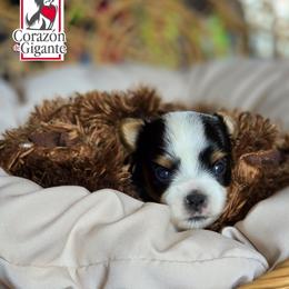Charlie - Black tan and white male Biewer Terrier puppy in California from Corazon de gigante