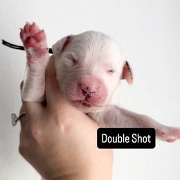 Double Shot - LUA long coat - White and black male Dalmatian puppy in Davenport, Florida from Sunny Jewels Dalmatians