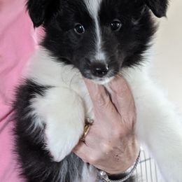 Shetland Sheepdog Puppies from Hawks Acres Shetland Sheepdogs