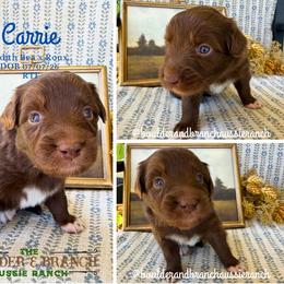 Carrie - Red & white female Australian Shepherd puppy in Temecula, California from Boulder & Branch Aussie Ranch