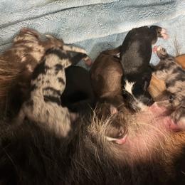 Red merle - Red merle female Miniature Australian Shepherd puppy in Weatherford, Texas from F & T Aussies