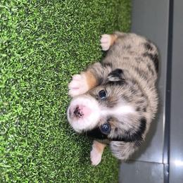 Freedom - Blue merle female Toy Australian Shepherd puppy in Humansville, Missouri from Tater Tot aussies