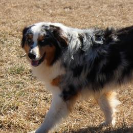 Pierre - Australian Shepherd
