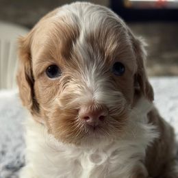 Duke - Apricot male Maltipoo puppy in Camden, Michigan from Pawfect Companions