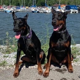 Doberman Pinschers from Rising Tide Dobermans