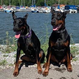 Doberman Pinschers from Rising Tide Dobermans