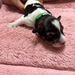 Sundae (green collar ) - Parti male Miniature Schnauzer puppy in Chicago, Illinois from Cuddly Cutts Pets