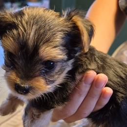Yorkshire Terriers from Colorado Canyon Ranch Yorkies
