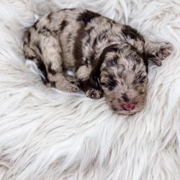 Brown Merle two - Merle female Labradoodle puppy in Davison, Michigan from Dreaming Doodles