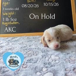 Pegasus - Cream male Dachshund puppy in Hoquiam, Washington from Heyd's Mini Dachshunds