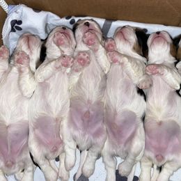 Cavalier King Charles Spaniel Puppies from Cassie’s Cavaliers