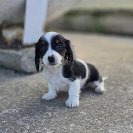 Girl 1 - female Dachshund puppy in Elma, Iowa from Iowa Dachshunds