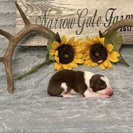 Cocoa - White and red female Border Collie puppy in Moody, Texas from Narrow Gate Farm