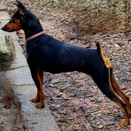 Miniature Pinscher puppies from Keltic Kennels Miniature Pinschers
