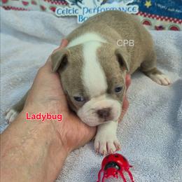 Ladybug - Lilac female Boston Terrier puppy in Griffin, Georgia from Celtic Performance Bostons