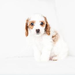 Topaz - Blenheim male Cavapoo puppy in Daphne, Alabama from Harper Doodles