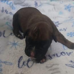 Girl 8 - Brindle female Boxer puppy in Temple, Georgia from B&B Boxers