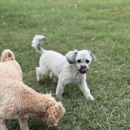 Stormie - Shihpoo