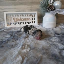 Dasher - Dapple male Dachshund puppy in Indianapolis, Indiana from Homegrown Hoosier Kennels