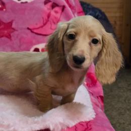 Sapphire's bigger ee cream girl - Cream female Dachshund puppy in Wheatfield, Indiana from Wines Wienery