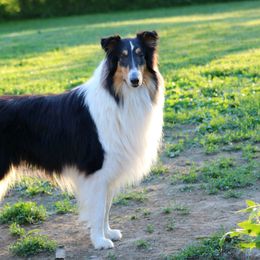 Collie All Grown Up from Wellsmere Collies