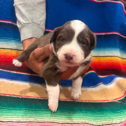 RTF-2 - Red merle female Miniature Australian Shepherd puppy in Chino Valley, Arizona from Perkins Mini/Toy Aussies