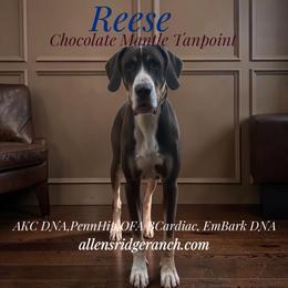 Reese - Great Dane