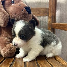 Aspen-full fluffy - Gray and white female American Corgi puppy in Decatur, Texas from Bar S Corgis