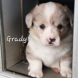 Grady - Brindle merle and white male American Corgi puppy in Concrete, Washington from Wigglebutts American Corgis