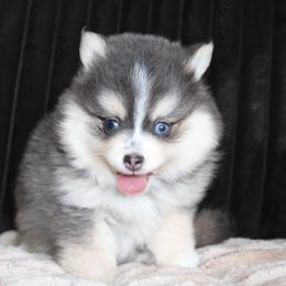 Jasmine - Blue female Pomsky puppy in Centerville, Iowa from LJ Kennels Pomskies, LLC