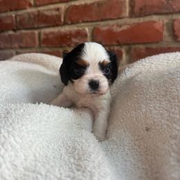Girl - Tri-color female Cavalier King Charles Spaniel puppy in Indiana from Elm Creek Cavaliers