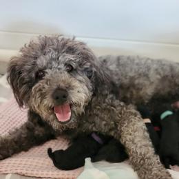 Pumi puppies from Marylynn's Pumis