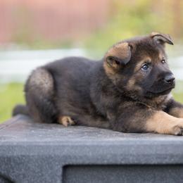 German Shepherd Puppies from Zwinger Vom Rabenauge