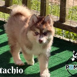 Pistachio - Red and white female Pomsky puppy in Eastman, Georgia from Once Upon A Pomsky
