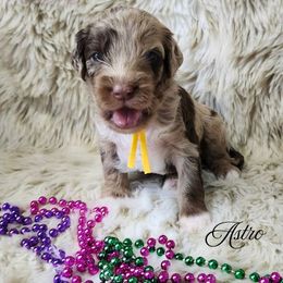 Astro - Merle male Cockapoo puppy in Mancelona, Michigan from Lavender poodles & doodles