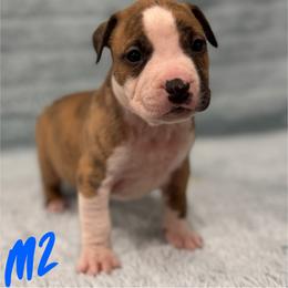 Boy 2 - Red brindle male American Pit Bull Terrier puppy in Nine Mile Falls, Washington from Bartin Kennels