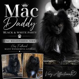 Mac - Pomeranian