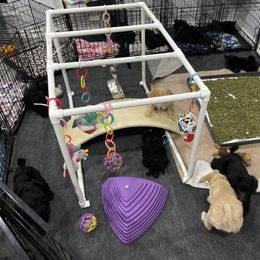 Poodle Puppies from Agape Standard Poodles