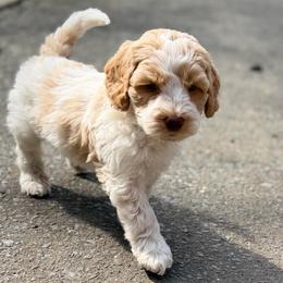 Romeo (teal collar) - Apricot male Australian Labradoodle puppy in Mount Gilead, North Carolina from Tillery Labradoodles